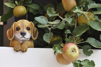 Dog, dog figure between ripe apples on an apple tree, fruit tree, orchard, Wilnsdorf, North