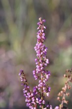 Flowering heather (Calluna vulgaris), heather, Trupacher Heide nature reserve, Siegen, North