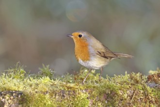 Robin (Erithacus rubecula), in winter on moss on the ground, Wilnsdorf, North Rhine-Westphalia,