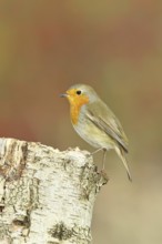 Robin (Erithacus rubecula), in winter on a rotten tree stump, Wilnsdorf, North Rhine-Westphalia,