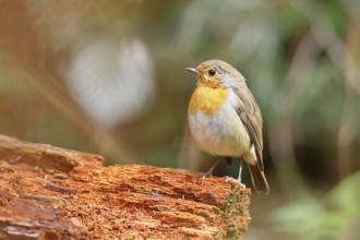 Robin (Erithacus rubecula) sitting on dead wood, Wilnsdorf, North Rhine-Westphalia, Germany