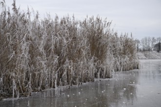 Icy reeds along a frozen body of water in a wintry landscape, Dümmer nature park Park, Lower