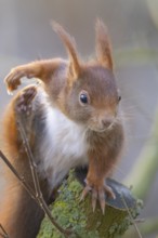 A curious squirrel sits attentively on a branch, Dümmer nature park Park, Lower Saxony, Germany