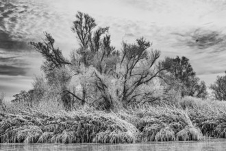 Trees covered with hoarfrost and reeds on the water bank in a black and white winter landscape,