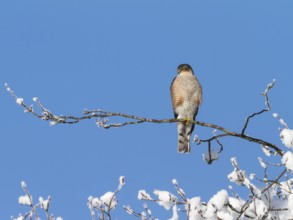 Sparrowhawk (Accipiter nisus), tercel, male in winter, sitting, Upper Bavaria, Germany