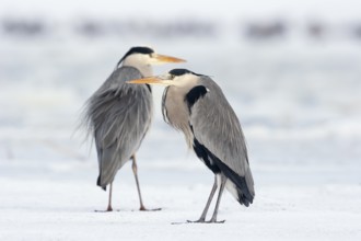 Two grey herons (Ardea cinerea), standing on ice, winter, Baltic Sea, Usedom, Mecklenburg-Western