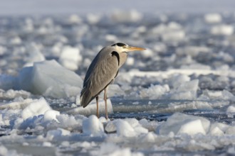 Grey heron (Ardea cinerea), standing on the ice and freezing, winter, Baltic Sea, Usedom,