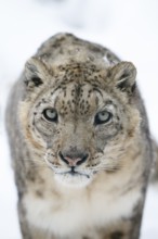 Snow leopard (Panthera uncia), portrait, frontal, zoo, captive