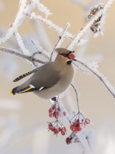 Waxwing (Bobycilla garrulus) eating berries of snowball (Viburnum opulus), hoarfrost, winter,