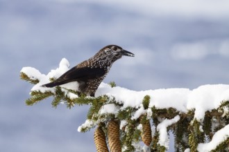 Nutcracker (Nucifraga caryocatactes) on spruce branch (Pica abies), snow, winter, Upper Bavaria,