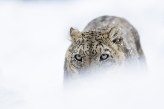 Snow leopard (Panthera uncia), portrait, frontal, zoo, captive