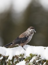 Nutcracker (Nucifraga caryocatactes), on spruce in winter, snow, Upper Bavaria, Germany