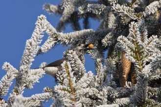 Nutcracker (Nucifraga caryocatactes), with hazelnut in spruce, hoarfrost, winter, Upper Bavaria,