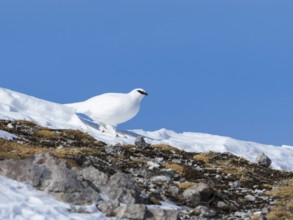 Rock ptarmigan (Lagopus mutus), hen, female, snow, winter, Alps, Upper Bavaria, Germany
