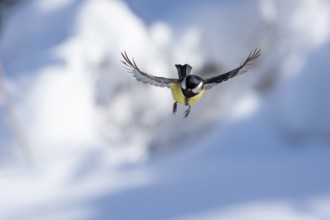 Great tit (Paris major) in flight, frontal, winter, Bavaria, Germany