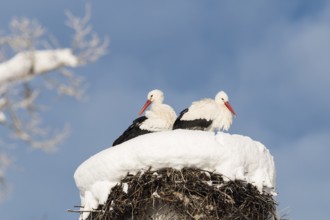 White storks (Ciconia ciconia), pair on the nest in winter, Upper Bavaria, Germany