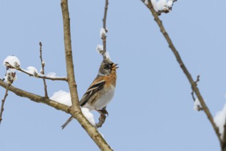 Mountain finch (Fringilla montifringilla), male at rest, calling, winter, winter visitor, Upper
