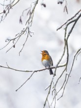 Robin (Erithacus rubecula), singing in winter, Upper Bavaria, Germany