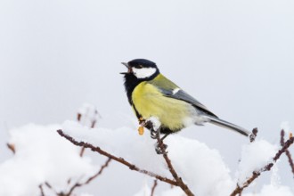Great tit (Parus major) male singing in the snow, spring, Upper Bavaria, Germany