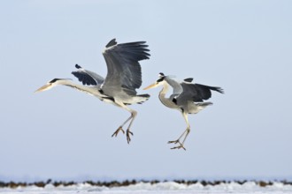 Two grey herons (Ardea cinerea), in flight, winter, Baltic Sea, Usedom, Mecklenburg-Western