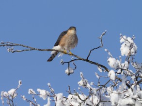 Sparrowhawk (Accipiter nisus), tercel, male sitting on a snow-covered branch, winter, Upper