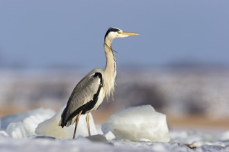 Grey heron (Ardea cinerea), standing on ice, winter, Baltic Sea, Usedom, Mecklenburg-Western