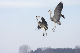 Grey heron arguing (Ardea cinerea), flight, flying, Usedom, Mecklenburg-Western Pomerania, Germany
