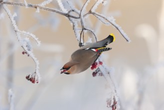 Waxwing (Bobycilla garrulus) eating berries of snowball (Viburnum opulus), hoarfrost, winter,