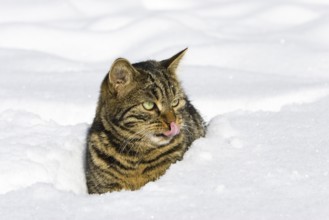 Tabby house cat in deep snow, Bavaria, Germany