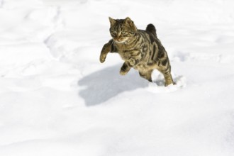 Tiggy house cat running in snow, jump, Bavaria, Germany