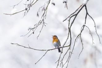 European robin (Erithacus rubecula), singing in winter, Bavaria, Germany