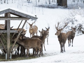 Red deer (Cervus elaphus) at feeding trough, game feeding in winter with snow, Upper Bavaria,
