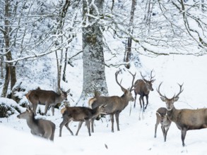 Red deer (Cervus elaphus), red deer in winter, Upper Bavaria, Germany