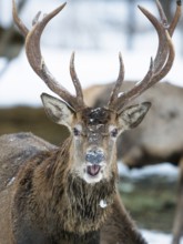 Red deer (Cervus elaphus), red deer at a winter feeding station, portrait, Upper Bavaria, Germany