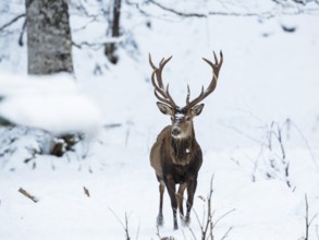 Red deer (Cervus elaphus), red deer, in the snow, winter, Upper Bavaria, Germany