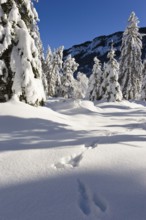 Winter landscape with animal tracks, snow-covered spruce trees (Pica abies), Bavarian Alps, Upper