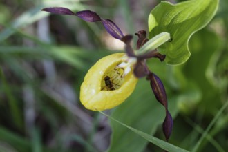 Hoverfly caught in lady's slipper flower (Cypripedium calceolus), Pupplinger Au, Isar floodplain,