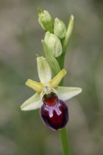 Spider orchid (Ophrys sphecodes), single flower, close-up, Pupplinger Au, Isar floodplain, Upper