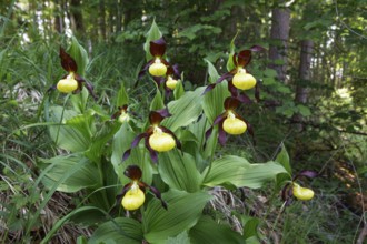 Lady's slipper (Cypripedium calceolus), several in deciduous forest, Upper Bavaria, Germany