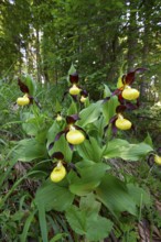 Lady's slipper (Cypripedium calceolus), several in deciduous forest, Upper Bavaria, Germany
