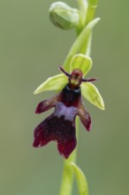 Fly orchid (Ophrys insectifera), single flower, close-up, Pupplinger Au, Isar floodplain, Upper