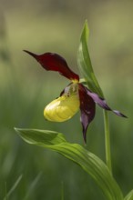 Lady's slipper (Cypripedium calceolus), single flower, Pupplinger Au, Isar floodplain, Upper