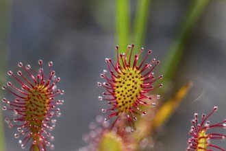 Oblong-leaved sundew (Drosera intermedia), leaves with adhesive glands, bog, raised bog, Upper