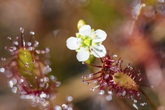 Oblong-leaved sundew (Drosera intermedia), flower and leaves with adhesive glands, bog, raised bog,