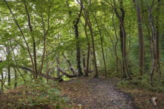 Trail through the beech forest on Nordperd, Hochuferweg, nature reserve, Baltic resort Göhren,