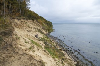 Cliff coast on Nordperd, view of the sea from above, birds on the coast, nature reserve, Baltic