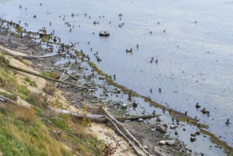 Cliff coast on Nordperd, view of the sea from above, birds on the shore, nature reserve, Baltic