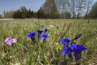 Stemless gentian (Gentiana clusii) and primrose (Primula farinosa), flowering meadow, fen, Upper