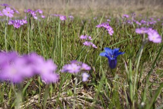 Mealy primrose (Primula farinosa) and Stemless gentian (Gentiana clusii), flower meadow, fen, Upper