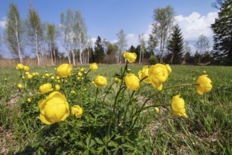 Troll flowers (Trollius europaeus), in moorland, Loisach-Lake Kochel moss, Upper Bavaria, Germany